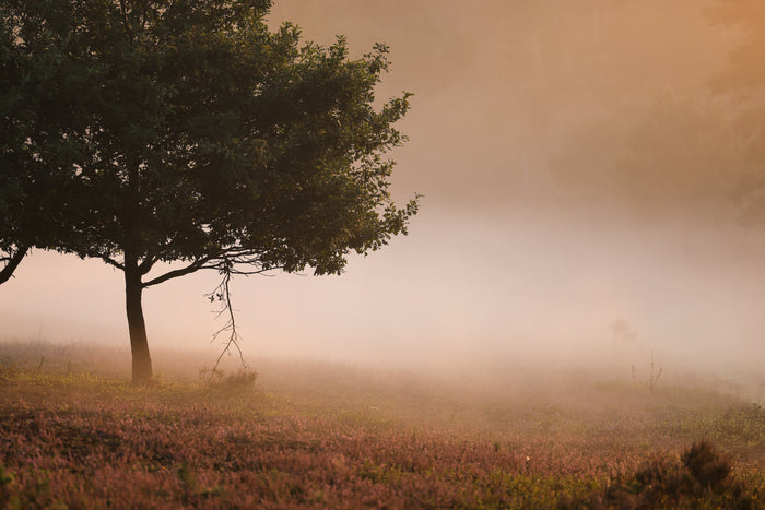 Morgennebel in der Lüneburger Heide - Kraut & Rüben