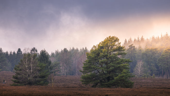 Mystik der Lüneburger Heide - Kraut & Rüben